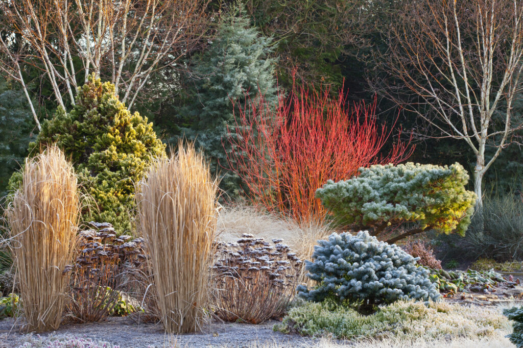 Bressingham Garden cornioli graminacee conifere erbacee