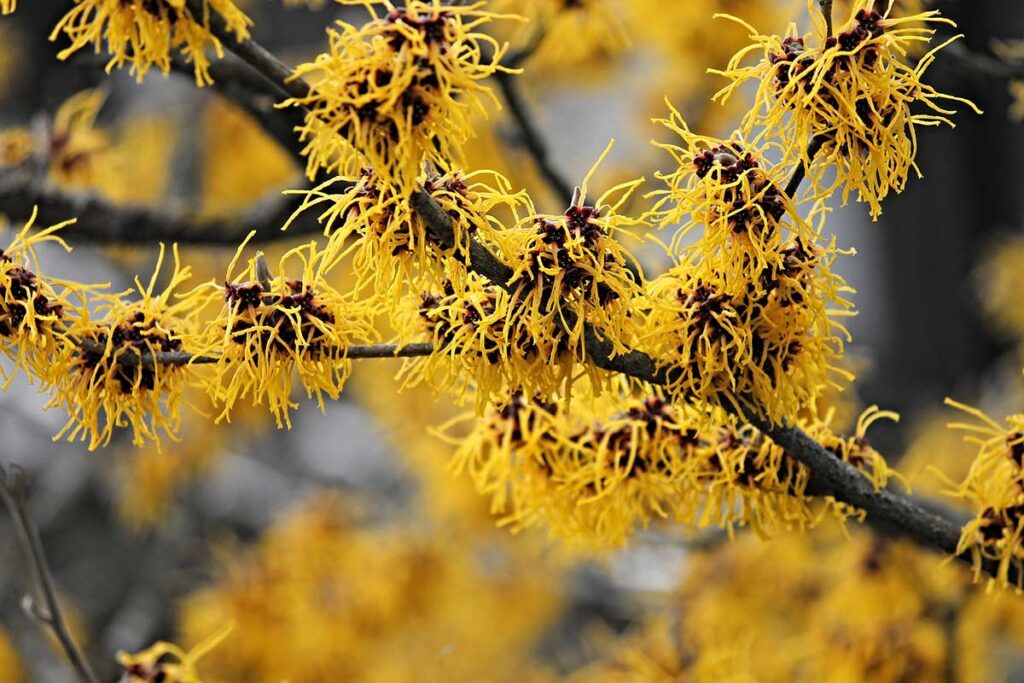 hamamelis