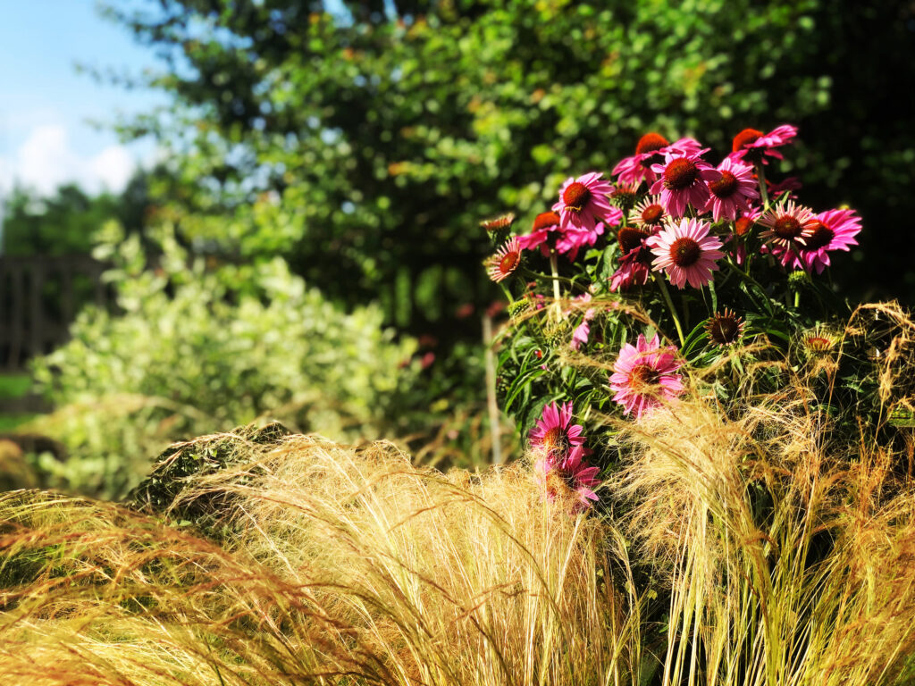 echinacea e stipa cottage garden