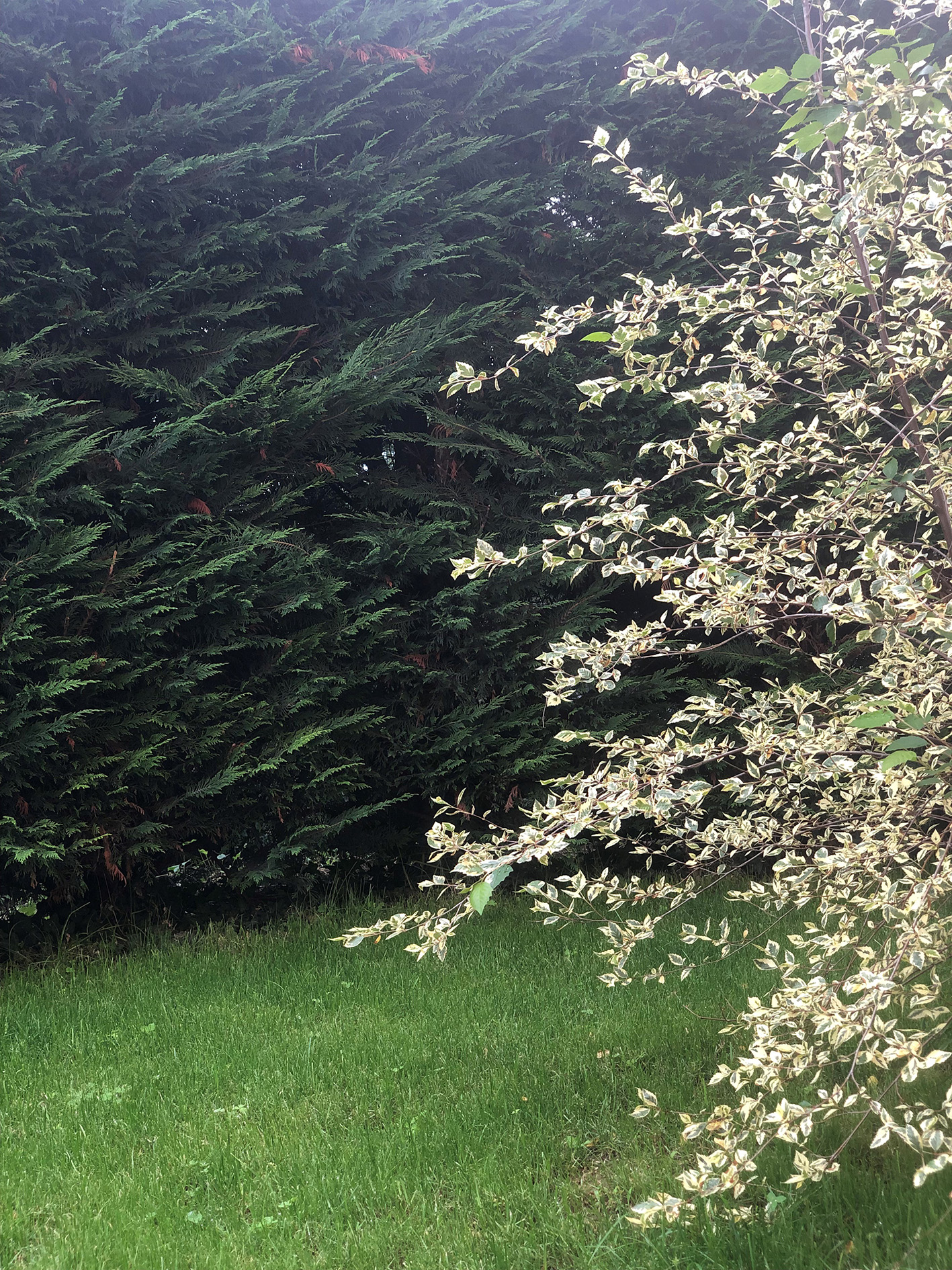 betula nigra giardino cuneo