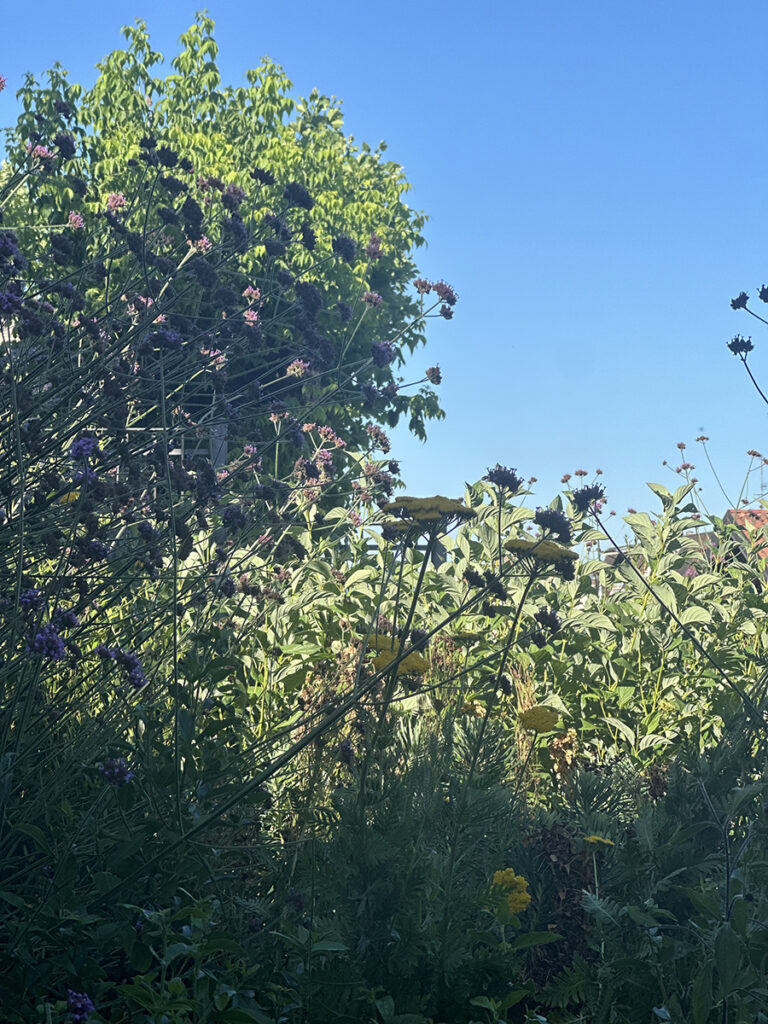 Rain Garden Mondovì