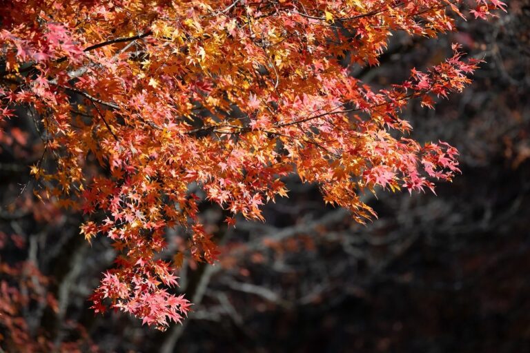 Acer acero