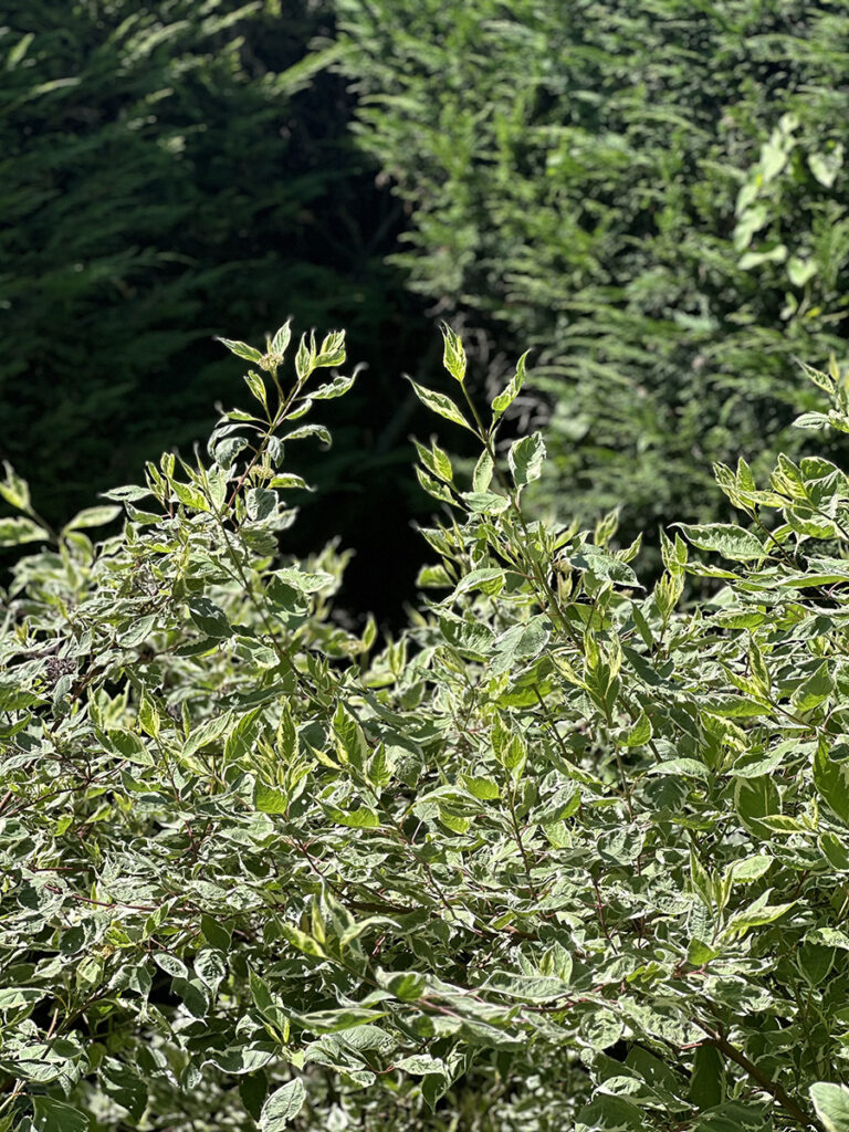 giardino rustico ornamentale di campagna cuneo