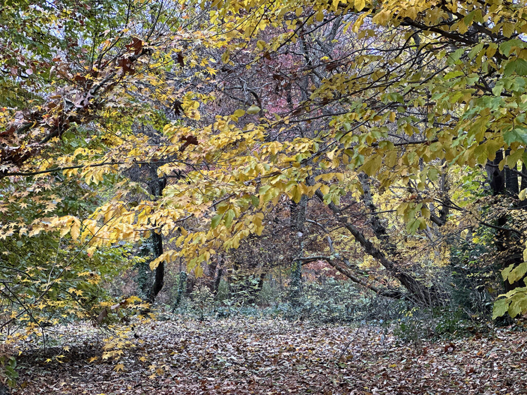 giardino d'ombra monfalcone