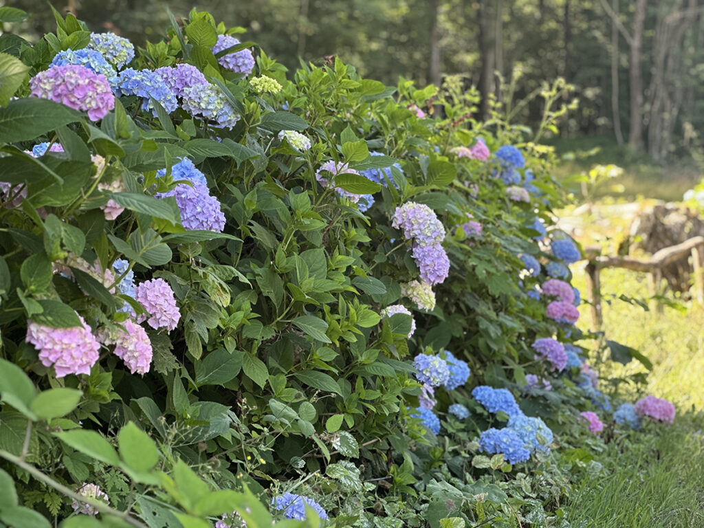 Giardino rustico di campagna Cuneo