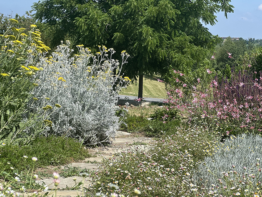 Giardino Mediterraneo Bassa Manutenzione Mondovì Cuneo 2 per progettazione online