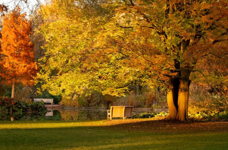area verde 2